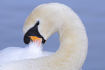 Mute swan (cygnus olor) close-up, preening, oxfordshire, uk  