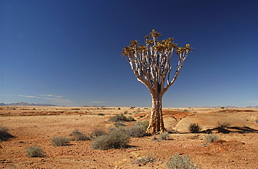 Lone quiver tree or kokerboom (aloe dichotoma) in desert environment, namibia.