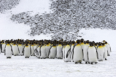 King penguins (aptenodytes patagonicus) right whale bay, south georgia, large group in snowy landscape