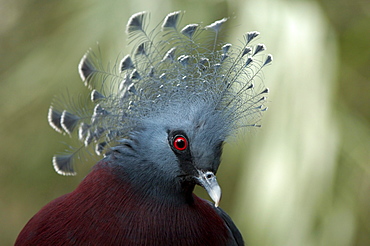 Victoria crowned pigeon (goura victoria) native of indonesia, papua new guinea (captive bristol zoo)