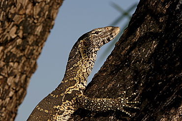 Nile monitor. Varanus niloticus. Climbing tree. Chobe, botswana