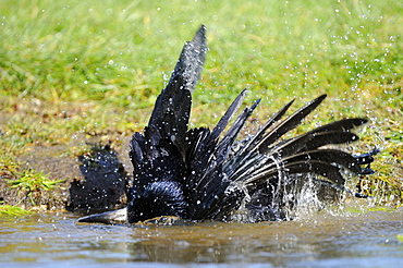 Rook (corvus frigulegus) bathing in water, oxfordshire, uk  