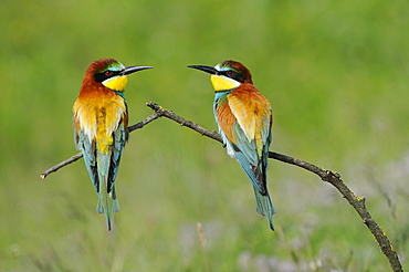 European Bee-eater (Merops apiaster) pair perched on branch, facing each other, Bulgaria