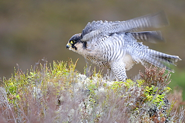 Peregrine falcon (falco peregrinus) ruffling feathers, scotland, captive