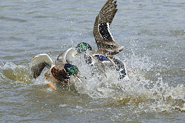 Mallard (anas platyrhynchos) two males fighting in the water, slimbridge, uk  