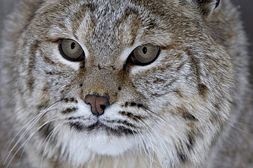 Close, up of bobcat (lyns rufus) face, captive.