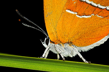 Brown hairstreak butterfly (thecla betulae) resting on blade of grass, oxfordshire, uk