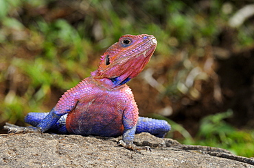 Rock agama (agama agama) male in breeding colour, at rest on rock, masai mara, kenya  