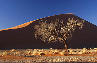 Dead tree in front of sand dune, namibia.