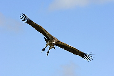 White-backed vulture (gyps africanus) masai mara, kenya, in flight, about to land.