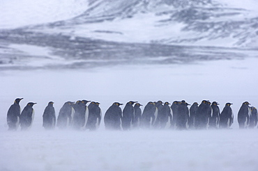 King penguins (aptenodytes patagonicus) right whale bay, south georgia, group in snowstorm