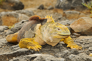 Land iguana (conolophus sp.) adult male, galapagos islands, ecuador  