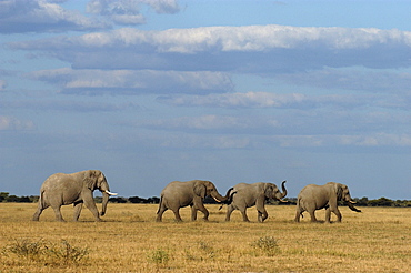 African elephants. Loxodonta africana. Nxai pan, botswana