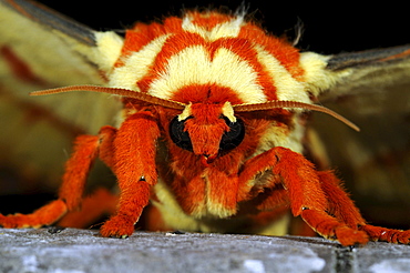 Regal silkmoth (citheronia regalis) also known as the royal walnut moth or hickory horned devil, native to north america, close-up view of head, one of the most beautiful moths in the world