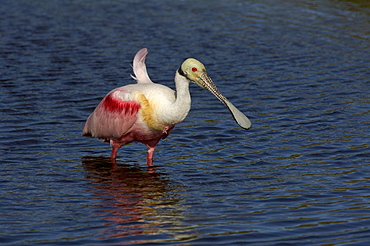 Roseate spoonbill (ajaia ajaja) florida usa, adult standing in water.