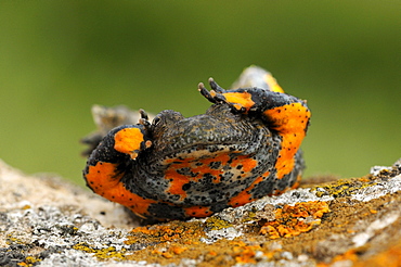 Yellow-bellied Toad ( Bombina variegata) showing defensive posture, Bulgaria