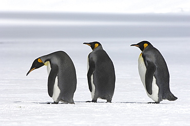 King penguins (aptenodytes patagonicus) right whale bay, south georgia, three together on the snow