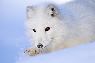 Arctic fox (alopex lagopus) close-up, on snow, norway captive  