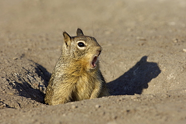 Californian ground squirrel. Spermophilus beecheyi. Calling at entrance to burrow. Monterey bay, usa