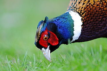 Common or ring-necked pheasant (phasianus colchicus) male searching for food amongst grass, oxfordshire, uk  