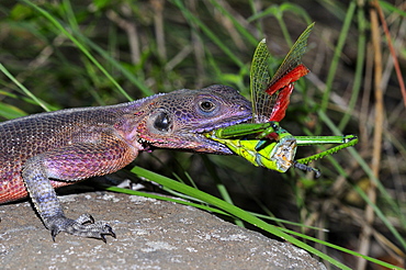 Rock agama (agama agama) male eating grasshopper, masai mara, kenya  