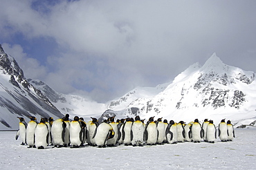 King penguins (aptenodytes patagonicus) right whale bay, south georgia, group huddled together in snowy landscape