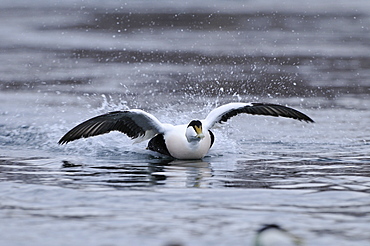 Eider (somateria mollissima) male charging accros water surface, norway  