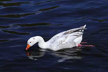 White farmyard goose (anser species) swimming wild on the river thames, oxfordshire, uk  