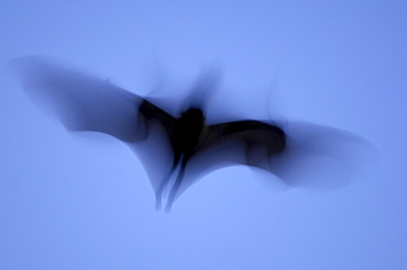 Straw-coloured fruit bat (eidolon helvum) kasanka  park, zambia, in flight, abstract image.