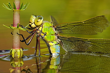 Emperor dragonfly (anax imperator) female laying eggs in aquatic vegetation, oxfordshire, uk  