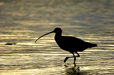 Billed curlew. Numenius americanus. Silhouette at, monterey bay, usa