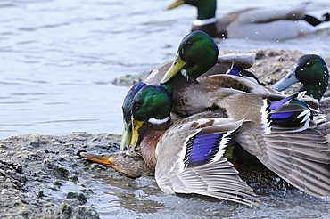 Mallard (anas platyrhynchos) several males trying to mate with one female, slimbridge, uk  