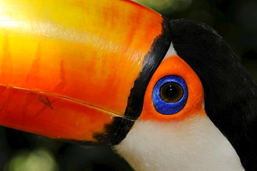 Toco toucan (ramphastos toco) close,up of head showing colours and blue eyering, captive, brazil.