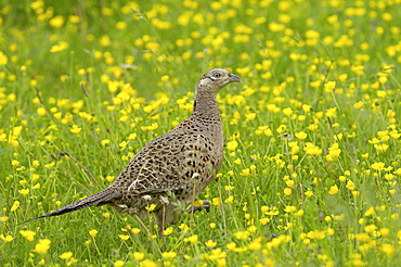 Common pheasant (phasianus colchicus) oxfordshire, uk, female in buttercup field.