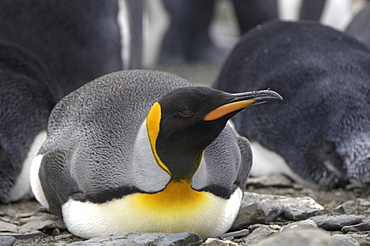 King penguin (aptenodytes patagonicus) right whale bay, south georgia, resting on rocky ground, close-up