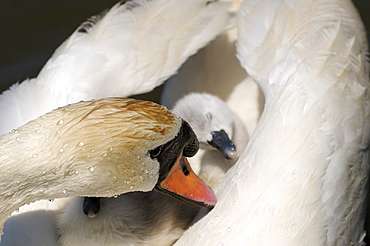 Mute swan (cygnus olor) cygnet asleep on mothers back, abbotsbury, uk