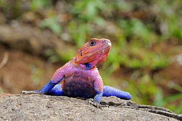 Rock agama (agama agama) male in breeding colour, at rest on rock, masai mara, kenya  