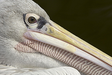 Pink-backed pelican (pelecanus rufescens) native of africa and middle east (captive bristol zoo)