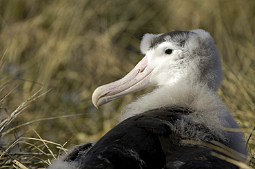 Wandering albatross (diomedea exulans) prion island, south georgia, chick sat on nest, close-up