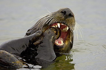 Sea otter (enhydra lutris), monterey, usa, biting mussel. close, up in water.