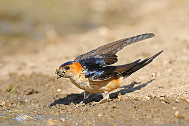 Red-rumped Swallow (Hirundo daurica) on ground with beakful of mud for nest building, Bulgaria