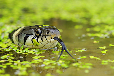 Grass snake (natrix natrix) head raised above water, oxfordshire, uk