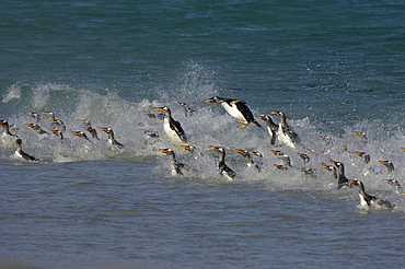 Gentoo penguin (pygoscelis papua) new island, falkland islands, swimming and porpoising through the surf.