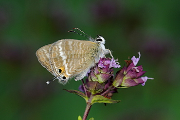 Long-tailed blue butterfly (lampides boeticus) adult resting on flower, captive bred, europe  