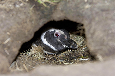 Magellanic penguin (spheniscus magellanicus) peering out from burrow, new island, falkland islands.