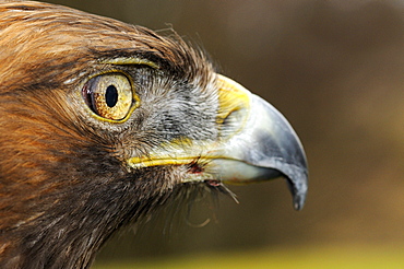 Golden eagle (aquila chrysaetos) portrait, scotland, captive