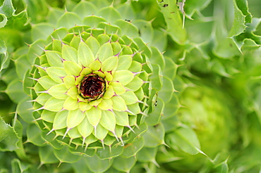 Musk Thistle (Carduus nutans) view of developing flower, Bulgaria