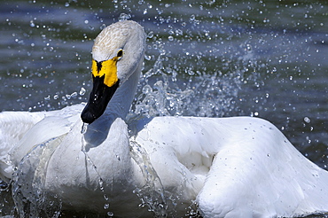 Bewick's swan (cygnus columbianus) on water, washing, slimbridge, uk  