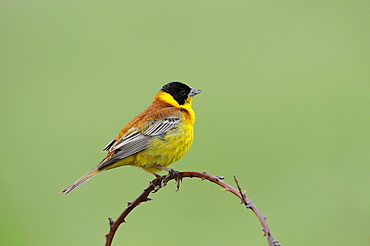 Black-headed Bunting (Emberiza melanocephala) male perched on branch, Bulgaria