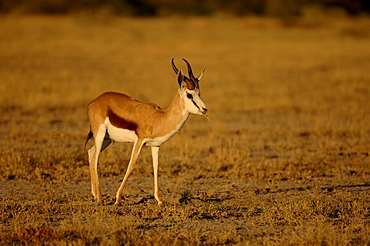 Male springbuck. Antidorcas marsupialis. In evening light, botswana